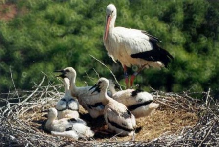 Storks's oasis